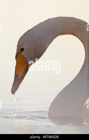 Singschwan (Cygnus Cygnus) mit Wasser tropft aus dem Schnabel, im Winter, Akershus, Norwegen Stockfoto