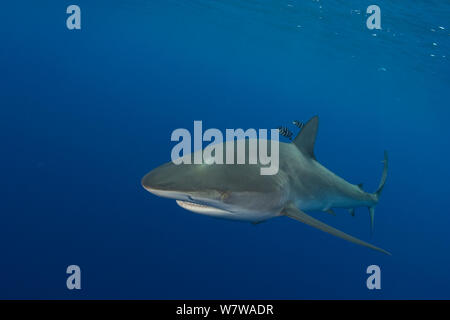 Dusky Shark (Carcharhinus Obscurus) Kanal von Mosambik, Indischer Ozean. Stockfoto