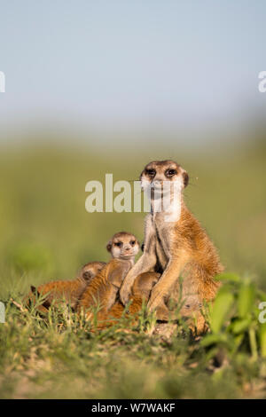 Erdmännchen (Suricata suricatta) Makgadikgadi Pans, Botswana. Stockfoto