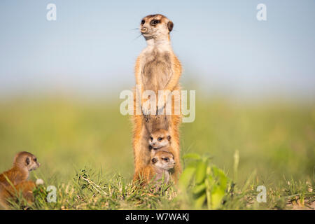 Erdmännchen (Suricata suricatta) ständige Warnung auf die Hinterbeine, mit Jungen um seine Füße, Makgadikgadi Pans, Botswana. Stockfoto
