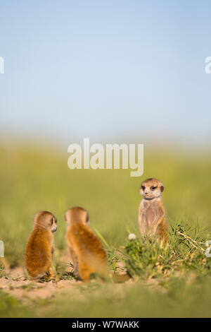 Erdmännchen (Suricata Suricatta) Babys, Makgadikgadi Salzpfannen, Botswana. Stockfoto