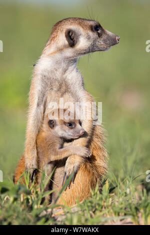 Erdmännchen (Suricata suricatta) Junge mit Erwachsenen zu interagieren, Makgadikgadi Pans, Botswana. Stockfoto