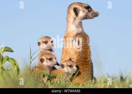 Erdmännchen (Suricata suricatta) Babys mit Erwachsenen, Makgadikgadi Pans, Botswana. Stockfoto