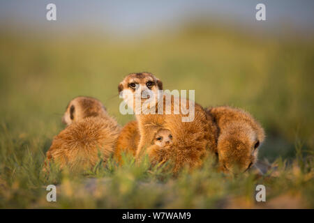 Erdmännchen (Suricata suricatta) Baby in Fell des Erwachsenen, Makgadikgadi Pans, Botswana. Stockfoto