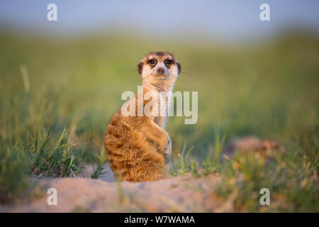 Erdmännchen (Suricata suricatta) Makgadikgadi Pans, Botswana. Stockfoto