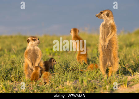 Erdmännchen (Suricata Suricatta) stehend auf Hinterbeinen Warnung. Makgadikgadi Salzpfannen, Botswana. Stockfoto