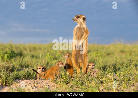 Erdmännchen (Suricata suricatta) männlich stehend auf die Hinterbeine, mit Babys um Füße, Makgadikgadi Pans, Botswana. Stockfoto