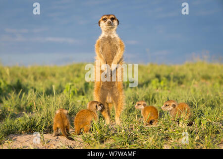 Erdmännchen (Suricata suricatta) männlich stehend auf die Hinterbeine, mit Babys um Füße, Makgadikgadi Pans, Botswana. Stockfoto