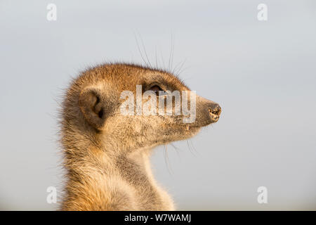 Erdmännchen (Suricata suricatta) Kopf Profil Portrait, Makgadikgadi Pans, Botswana. Stockfoto