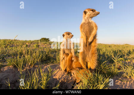 Erdmännchen (Suricata suricatta) Babys Saugen, während Erwachsene auf den Hinterbeinen stehen. Makgadikgadi Pans, Botswana. Stockfoto