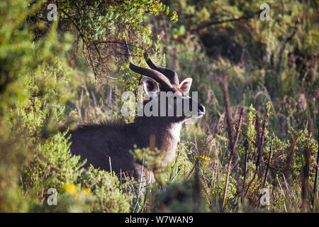 Mountain Nyala (Tragelaphus buxtoni) Gasay Grasland, Oromia, Äthiopien Stockfoto