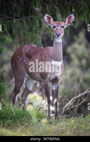 Weibliche Mountain Nyala (Tragelaphus buxtoni), Dinsho Lodge, Gasay Grasland, Äthiopien. Stockfoto