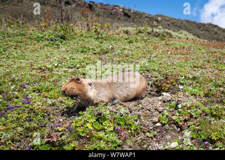 Big-vorangegangen Maulwurf, Ratte (Tachyoryctes macrocephalus) aus seinem Loch, Bale Mountains Nationalpark, Äthiopien. Stockfoto