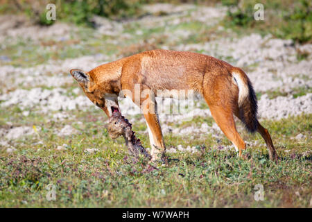 Äthiopische Wolf (Canis simensis) essen Riesen Maulwurf, Ratte (Tachyoryctes macrocephalus) Bale Mountains Nationalpark, Äthiopien. Stockfoto