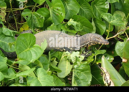 Asiatische Wasser Monitor im Laub, Varanus Salvator in Grün Stockfoto