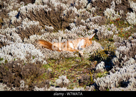 Äthiopische Wolf (Canis simensis) sub Nach Aufwachen, Bale Mountains Nationalpark, Äthiopien. Stockfoto