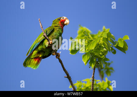 Kubanische Amazon (Amazona leucocephala) thront, Grand Cayman Island, Cayman Islands. Stockfoto