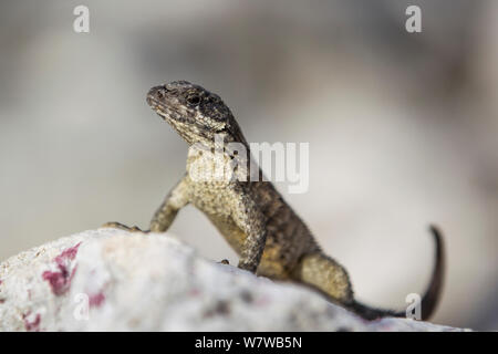 Curly tailed Lizard (Leiocephalus carinatus) am Strand, ein wenig Caiman Island, Cayman Islands. Stockfoto