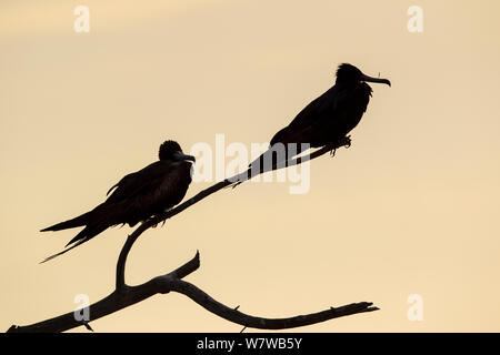 Herrliche Frigatebirds (Fregata magnificens) in der Abenddämmerung Silhouette, Little Cayman Island, Cayman Islands. Stockfoto