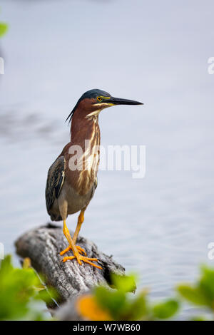 Green Heron (Butorides Virescens) Little Cayman Island, Cayman Islands. Stockfoto