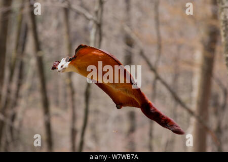 Rote und Weiße Riese Flying Squirrel (Petaurista alborufus) Segelfliegen, Foping Nature Reserve, Qinling Mountains, Provinz Shaanxi, China. Stockfoto