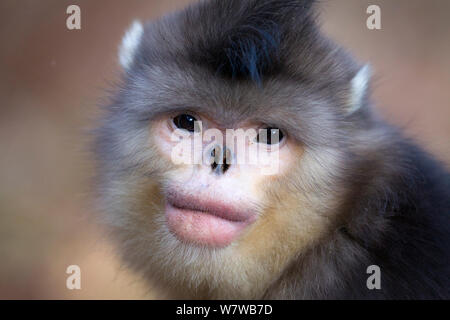 Yunnan Snub-gerochene Monkey (Rhinopithecus bieti) Porträt,. Die Provinz Yunnan, China. Stockfoto