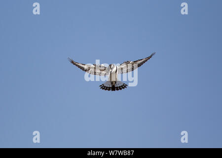 Pied Kingfisher (Ceryle rudis) Schweben, Busanga Plains, Kafue National Park, Sambia. Stockfoto