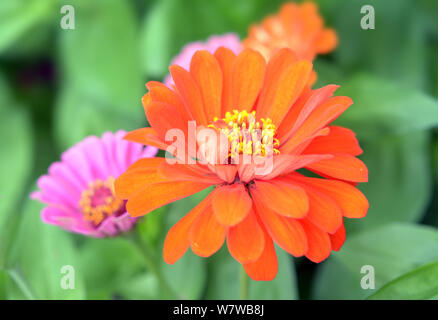 Single orange Zinnia im Sommer Garten Stockfoto