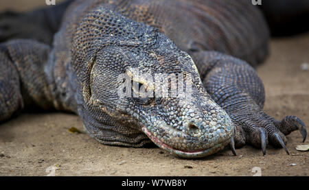 Komodo Waran (Varanus komodoensis) ausruhen, Komodo National Park, Rinca Island, Indonesien. Stockfoto