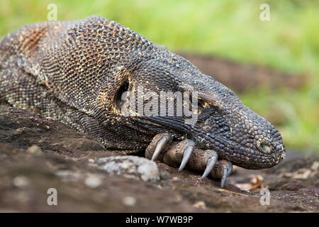 Komodo Waran (Varanus komodoensis) ausruhen, Komodo National Park, Insel Komodo, Indonesien. Stockfoto