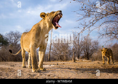 Löwin (Panthera leo) Gähnen, South Luangwa National Park, Sambia, mit Fernbedienung Kamera fotografiert. Stockfoto