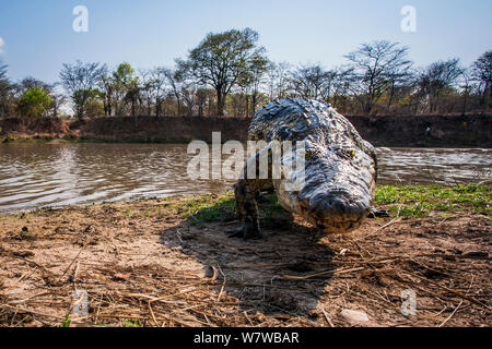 Nilkrokodil (Crocodylus niloticus) Aalen am Ufer der Lagune, South Luangwa National Park, Sambia. Mit einer entfernten Kamera fotografiert. Stockfoto