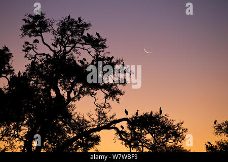 Yellow-billed Stork (mycteria Ibis) Kolonie in der Dämmerung South Luangwa National Park, Sambia. Mai. Stockfoto