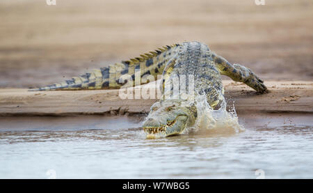 Nilkrokodil (Crocodylus niloticus) Eingabe des Luangwa River, South Luangwa National Park, Sambia. Januar. Stockfoto