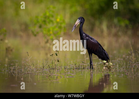 Afrikanische openbill (Anastomus lamelligerus) stehen im Wasser, South Luangwa National Park, Sambia. März. Stockfoto