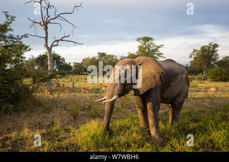 Afrikanische Elefanten (Loxodonta africana) Ernährung im Abendlicht und Impala (Aepyceros melampus) im Hintergrund, South Luangwa National Park, Sambia. April. Stockfoto