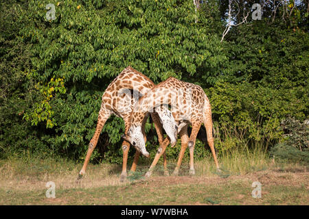 Zwei Thornicroft&#39;s Giraffen (Giraffa Camelopardalis thornicrofti) kämpfen, South Luangwa National Park, Sambia. April. Stockfoto