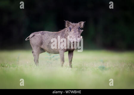 Warzenschwein (Phacochoerus aethiopicus) Porträt, South Luangwa National Park, Sambia. April. Stockfoto