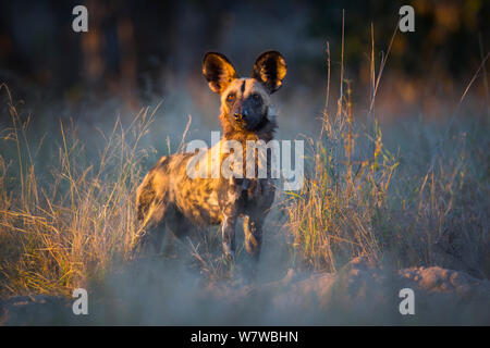 Afrikanischer Wildhund (Lycaon pictus) im Abendlicht, South Luangwa National Park, Sambia. Juni. Stockfoto