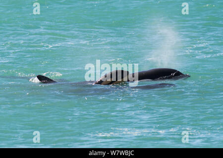 Orca (Orcinus orca) baby Alter 10 Tage, Schwimmen mit seiner Mutter. Punta Norte Naturpark, Halbinsel Valdes, Provinz Chubut, Patagonien Argentinien Stockfoto