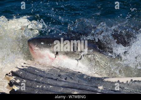 Great White Shark (Carchardon carcharias) Fütterung auf Brydes Wal (Balaenoptera brydei) False Bay, Südafrika Stockfoto