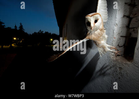 Schleiereule (Tyto alba) vom Fenster, Schwarzwald, Baden-Württemberg, Deutschland. Mit Fernbedienung Kamera genommen. Stockfoto