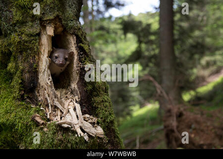 Stein/Steinmarder (Martes foina) gekaut Baum Loch, Schwarzwald, Baden-Württemberg, Deutschland. Juni. Stockfoto