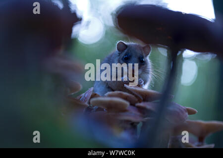 Genießbare Siebenschläfer (Glis Glis) Fütterung auf Pilz, Schwarzwald, Baden-Württemberg, Deutschland. Oktober. Stockfoto