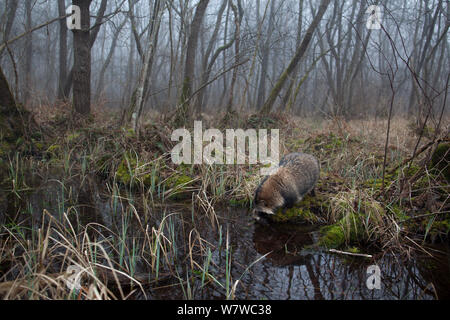 Marderhund (Nyctereutes procyonoides) am kleinen Teich in Wäldern, eingeführten Arten, Schwarzwald, Baden-Württemberg, Deutschland. Februar. März. Stockfoto