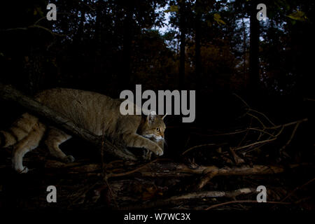 Wildkatze (Felis silvestris) zu Fuß durch den Wald in der Dämmerung, Schwarzwald, Baden-Württemberg, Deutschland. Oktober. Stockfoto