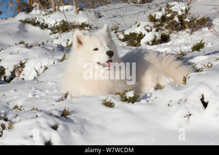 Samoyed Hund im Schnee, Ledyard, Connecticut, USA. Stockfoto