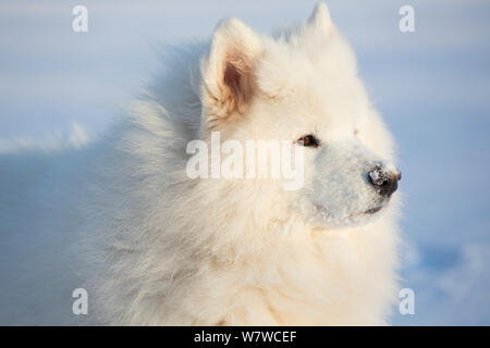 Samoyed Hund im Schnee, Ledyard, Connecticut, USA. Nicht exklusiv. Stockfoto