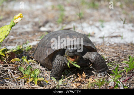 Gopher Tortoise (Gopherus Polyphemus) Nahrungssuche in der Nähe von einem Büschel blühender Feigenkakteen (Opuntia sp.) Honeymoon Island, Florida, USA, Mai. Nicht exklusiv. Stockfoto