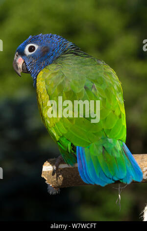 Blue-Headed Papagei (Pionus Menstruus) Ansicht von hinten, Captive, beheimatet in Zentral- und Südamerika. Stockfoto